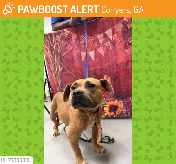 Found/Stray Unknown Dog last seen Located at Rockdale County Animal Service, 1506 Rockbridge Road, Conyers, GA 30012, Conyers, GA 30012