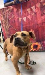 Found/Stray Unknown Dog last seen Located at Rockdale County Animal Service, 1506 Rockbridge Road, Conyers, GA 30012, Conyers, GA 30012