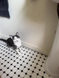 Lost Female Cat last seen St Clair, Cleveland, OH 44110