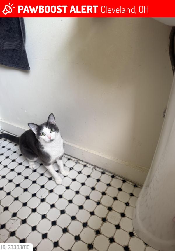 Lost Female Cat last seen St Clair, Cleveland, OH 44110
