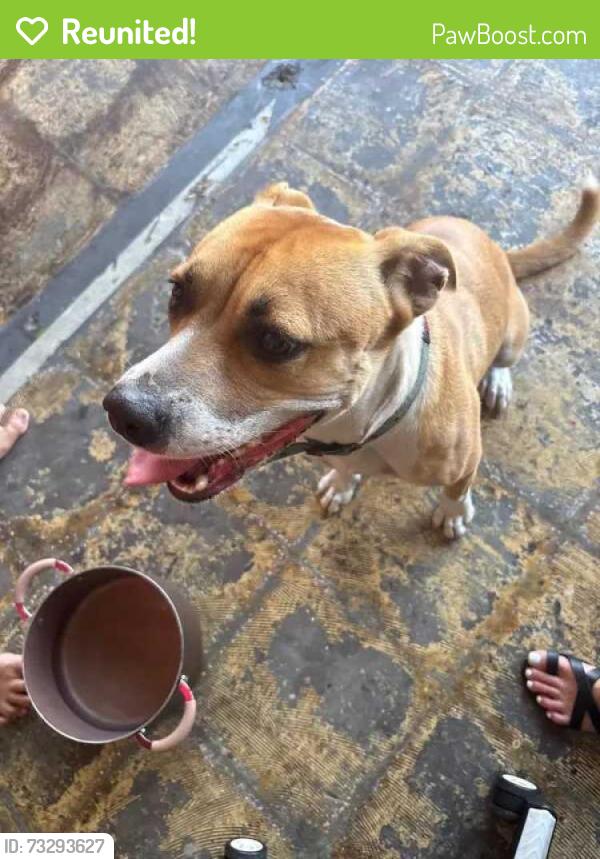 Reunited Unknown Dog last seen Green Needle Drive and Forsyth Rd., Orange County, FL 32792