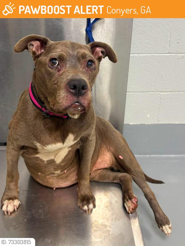 Found/Stray Unknown Dog last seen Located at Rockdale County Animal Service, 1506 Rockbridge Road, Conyers, GA 30012, Conyers, GA 30012