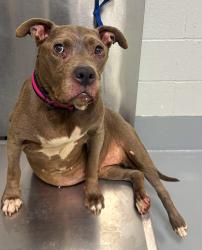 Found/Stray Unknown Dog last seen Located at Rockdale County Animal Service, 1506 Rockbridge Road, Conyers, GA 30012, Conyers, GA 30012