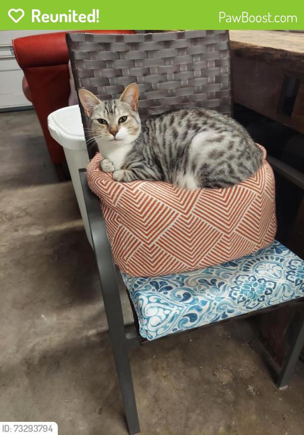 Reunited Female Cat last seen Alamo, La Mesa, CA 91942
