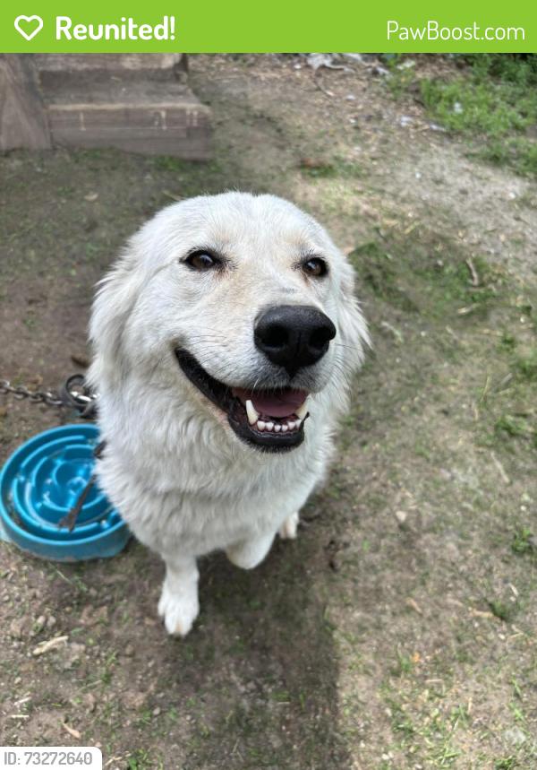 Reunited Female Dog last seen Pine lawn, Pine Lawn, MO 63120