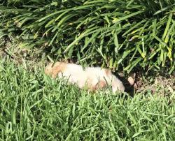 Found/Stray Male Other last seen Between Guardian and CVS on Terry Parkway, Terrytown, LA 70056