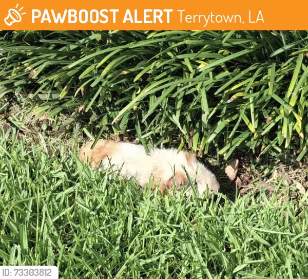 Found/Stray Male Other last seen Between Guardian and CVS on Terry Parkway, Terrytown, LA 70056