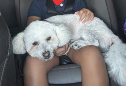 Reunited Male Dog last seen Freeport drive, Victorville, CA 92392