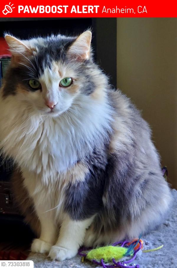 Lost Female Cat last seen Romneya & Euclid, Anaheim, CA 92801