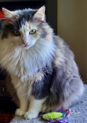 Lost Female Cat last seen Romneya & Euclid, Anaheim, CA 92801