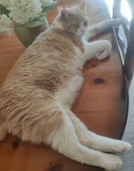 Reunited Male Cat last seen Nr leagrave Luton, Luton, England LU4 0XQ