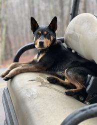 Reunited Male Dog last seen Barkers Bend Drive, Murrayville, GA 30564