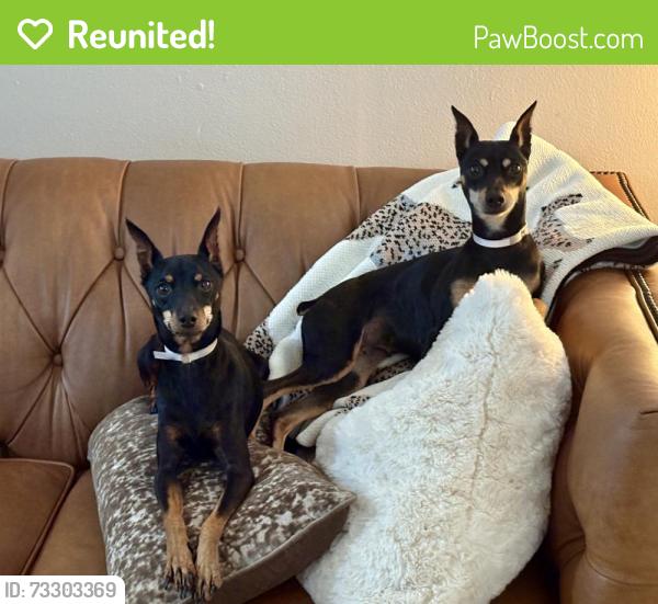 Reunited Female Dog last seen Near Oxford, Houston, TX 77008