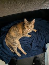 Found/Stray Female Cat last seen Near South Ogden Wendys, South Ogden, UT 84403