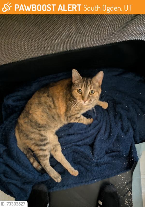Found/Stray Female Cat last seen Near South Ogden Wendys, South Ogden, UT 84403
