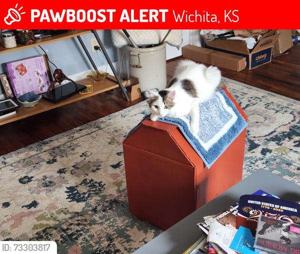 Lost Male Cat last seen Douglas and Hillside, Wichita, KS 67211