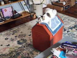 Lost Male Cat last seen Douglas and Hillside, Wichita, KS 67211