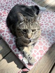Reunited Male Cat last seen Darst and Almeda, Ferguson, MO 63135