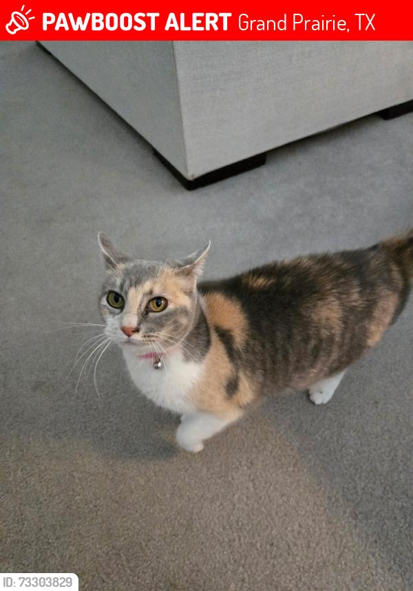 Lost Female Cat last seen Sunnyvale and carrier, Grand Prairie, TX 75050