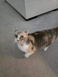 Lost Female Cat last seen Sunnyvale and carrier, Grand Prairie, TX 75050