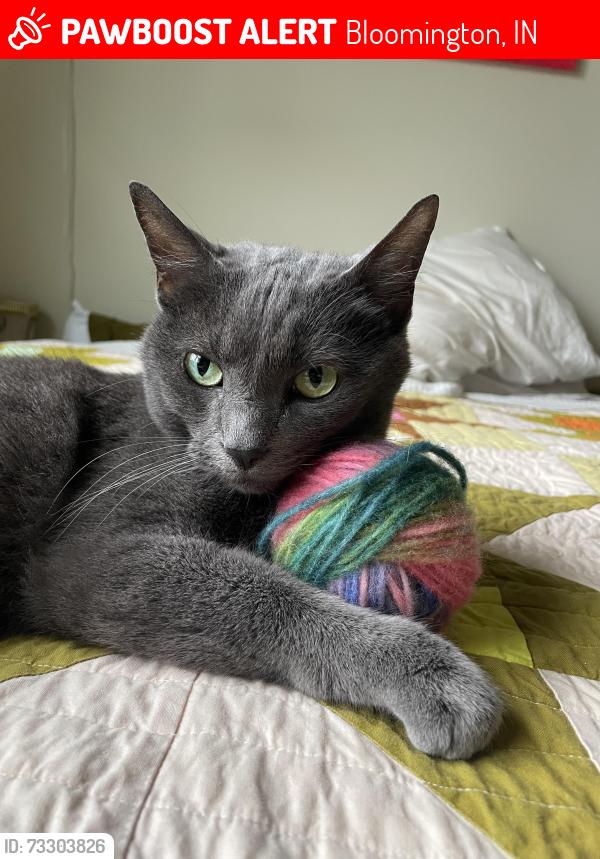 Lost Female Cat last seen indiana ave and 13th Street, Bloomington, IN 47408