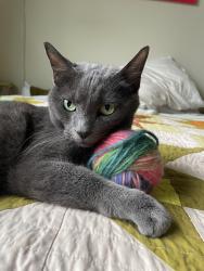 Lost Female Cat last seen indiana ave and 13th Street, Bloomington, IN 47408