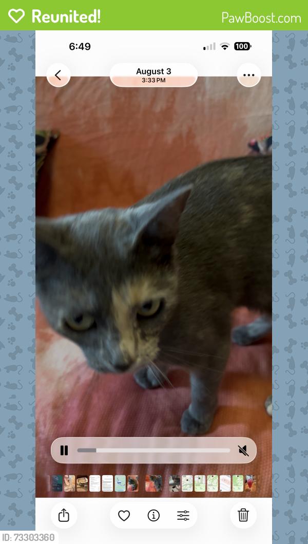 Reunited Female Cat last seen Taft Hill Rd and Elizabeth, Fort Collins, CO 80521