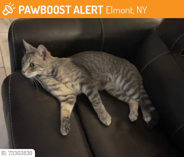 Found/Stray Male Cat last seen Connie lane, Dutch broadway, Elmont, NY 11003