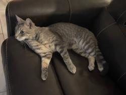 Found/Stray Male Cat last seen Connie lane, Dutch broadway, Elmont, NY 11003