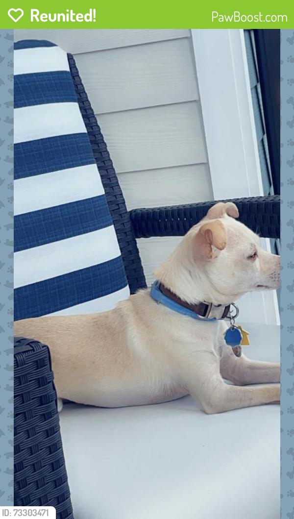 Reunited Female Dog last seen Seidel Road, Winter Garden, FL 34787