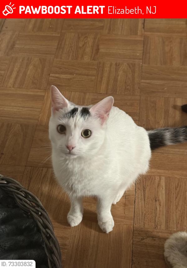 Lost Male Cat last seen Magie Ave & Stiles St, Elizabeth, NJ 07208