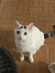 Lost Male Cat last seen Magie Ave & Stiles St, Elizabeth, NJ 07208
