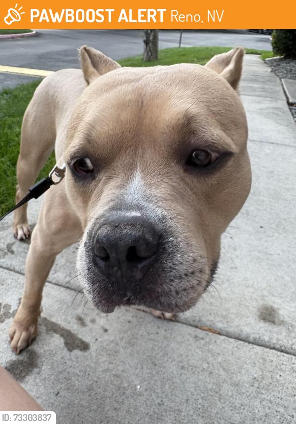 Found/Stray Female Dog last seen Longley & Rock Blvd, Reno, NV 89502