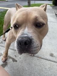 Found/Stray Female Dog last seen Longley & Rock Blvd, Reno, NV 89502