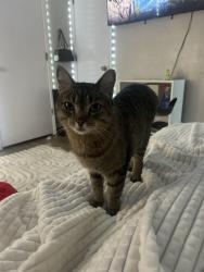 Lost Female Cat last seen Kirby and Emerald Street, Lake City, FL 32024