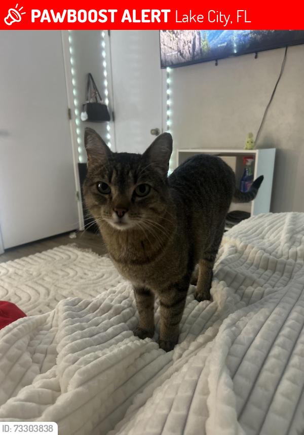 Lost Female Cat last seen Kirby and Emerald Street, Lake City, FL 32024