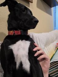 Reunited Male Dog last seen Near Conbar LN, Helotes, TX 78023