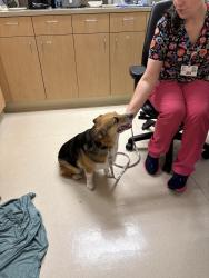 Reunited Female Dog last seen Kaiser Permanente Steele st building, Tacoma, WA 984441858
