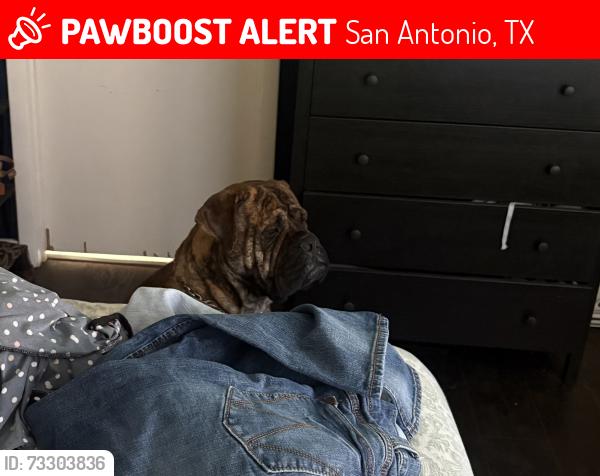 Lost Male Dog last seen Hillcrest & willowbrook, San Antonio, TX 78228