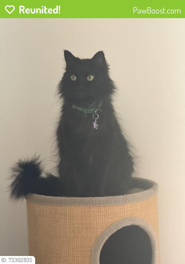 Reunited Female Cat last seen Near Massot Ave, Santee, CA 92071, USA, Santee, CA 92071