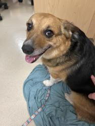 Found/Stray Female Dog last seen 96th hosmer, Tacoma, WA 98444