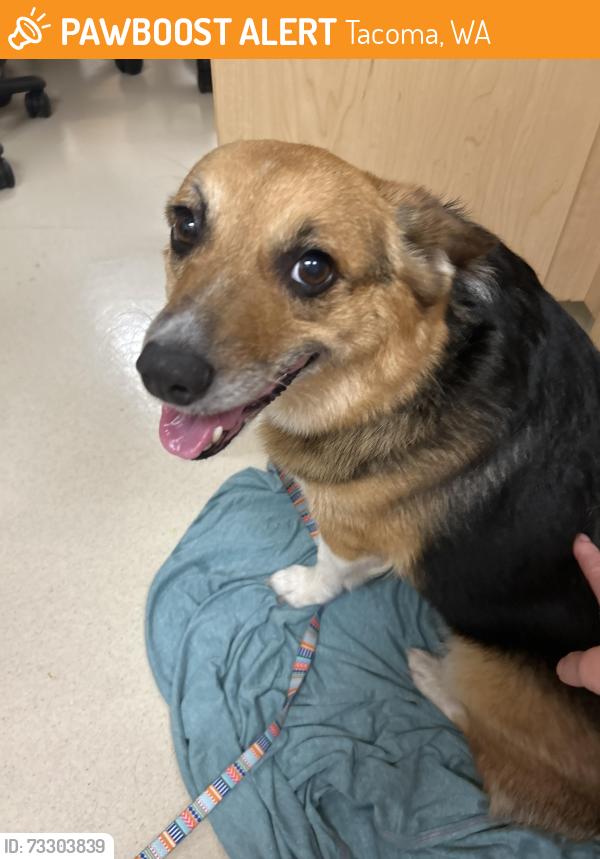 Found/Stray Female Dog last seen 96th hosmer, Tacoma, WA 98444