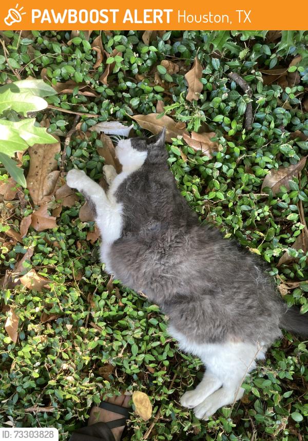 Found/Stray Unknown Cat last seen Near Holly St, Houston, Tx, Houston, TX 77081