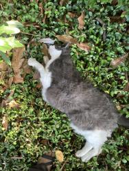 Found/Stray Unknown Cat last seen Near Holly St, Houston, Tx, Houston, TX 77081