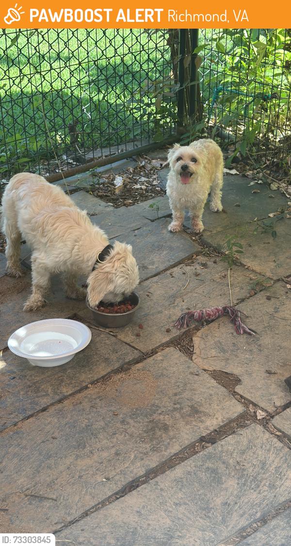 Found/Stray Male Dog last seen Near, Richmond, VA 23237