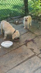 Found/Stray Male Dog last seen Near, Richmond, VA 23237