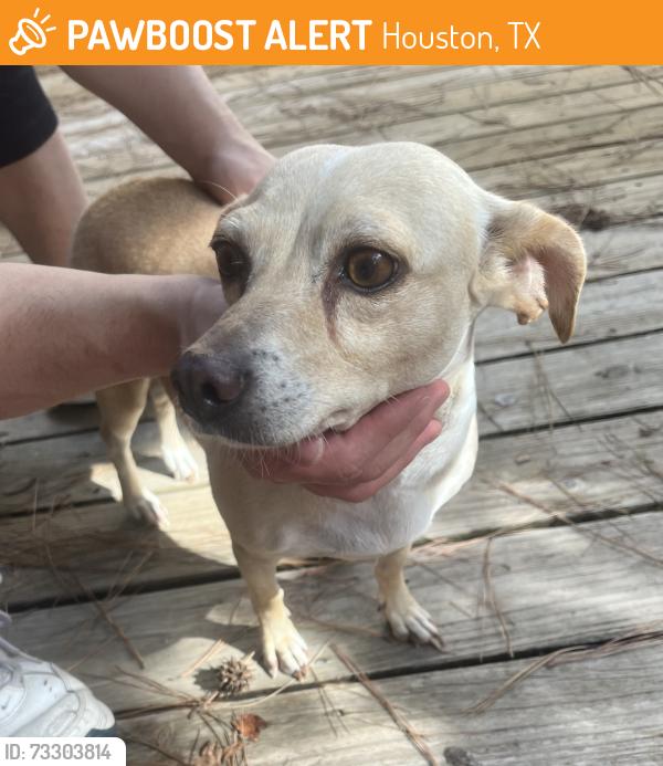 Found/Stray Female Dog last seen Hwy 249 and Bammel North Houston, Houston, TX 77066