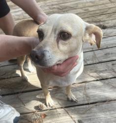 Found/Stray Female Dog last seen Hwy 249 and Bammel North Houston, Houston, TX 77066