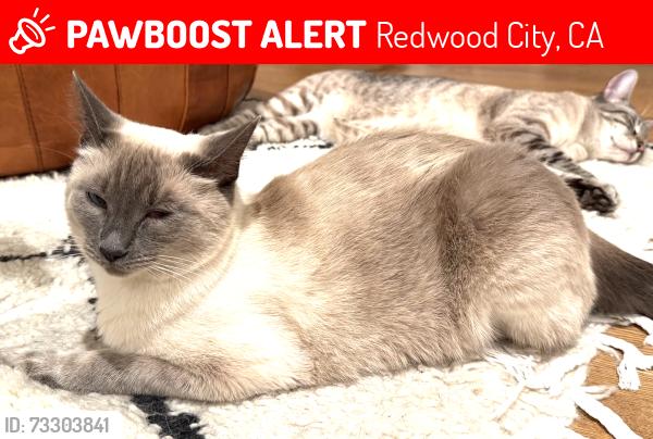 Lost Male Cat last seen Alameda de las Pulgas, Redwood City, CA 94061