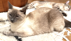 Lost Male Cat last seen Alameda de las Pulgas, Redwood City, CA 94061